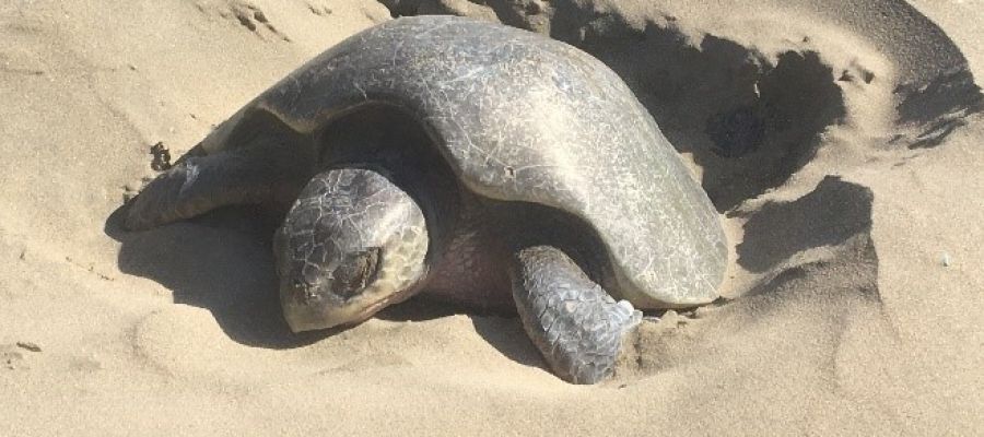 Playablanca Zih Tortuga 